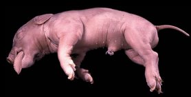 Fetal Pig Dissection